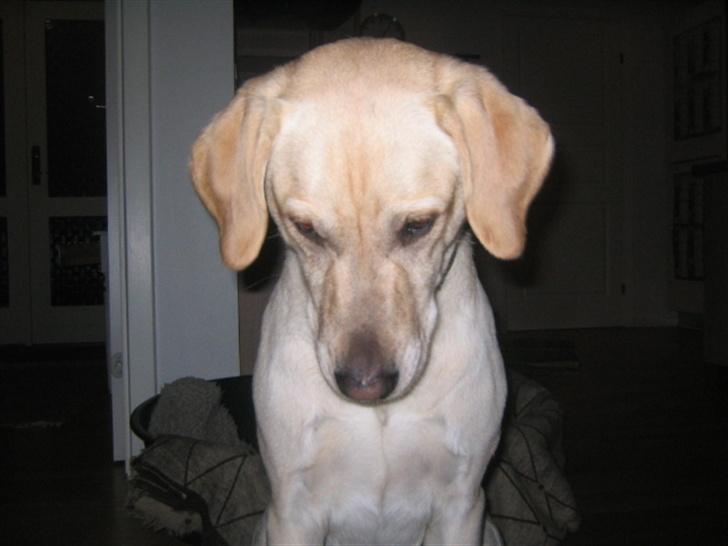 Labrador retriever Bonzo (Formel 1) - Hans meget underlige måde at strier på  billede 6