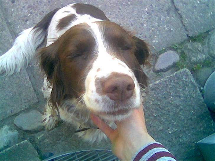 Engelsk springer spaniel tikki  R.I.P - jeg sover næsten,, billede 10