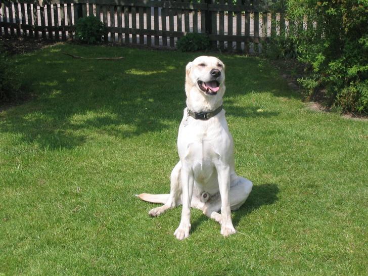 Labrador retriever Bonzo (Formel 1) billede 7