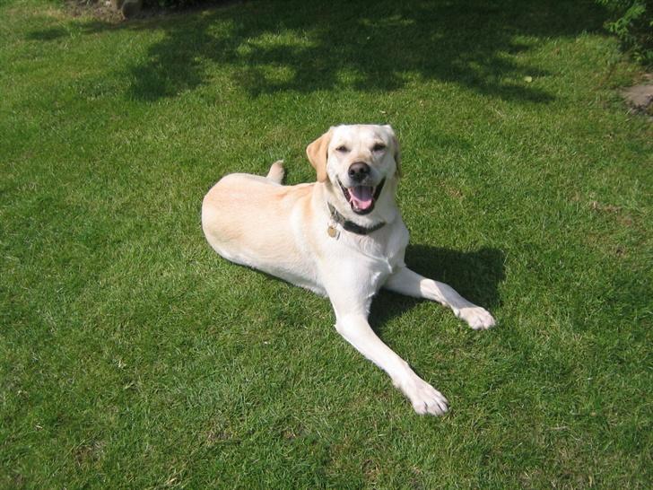 Labrador retriever Bonzo (Formel 1) billede 8