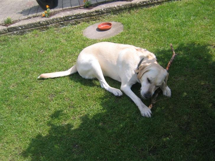 Labrador retriever Bonzo (Formel 1) - en dejlig slapper i skygen med hans  pind fra gå turen  billede 9