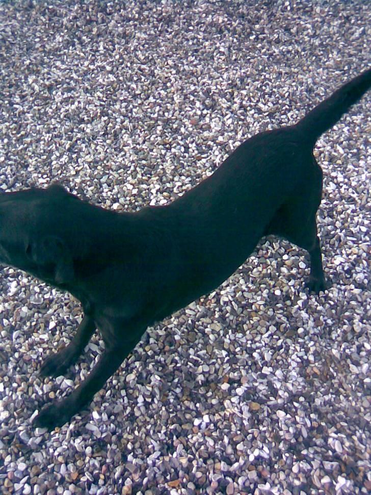 Labrador retriever bella <3<3død£>£> tud tud - arrr,, billede 7