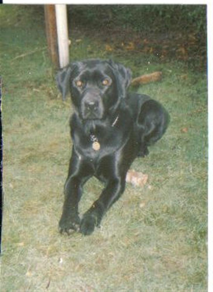 Labrador retriever Bjørn(død :'(..) - hejj jeg hedder bjørn og jeg bor i himlen nu billede 1