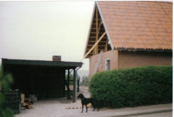 Labrador retriever Bjørn(død :'(..) - bjørn..undskyld at billedet er utydelig men tænker kun på at han er på billedet<´33 billede 2