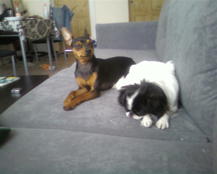 Blanding af racer Flodhesten Blutilda :) - MissMisha og Minnie...  billede 9