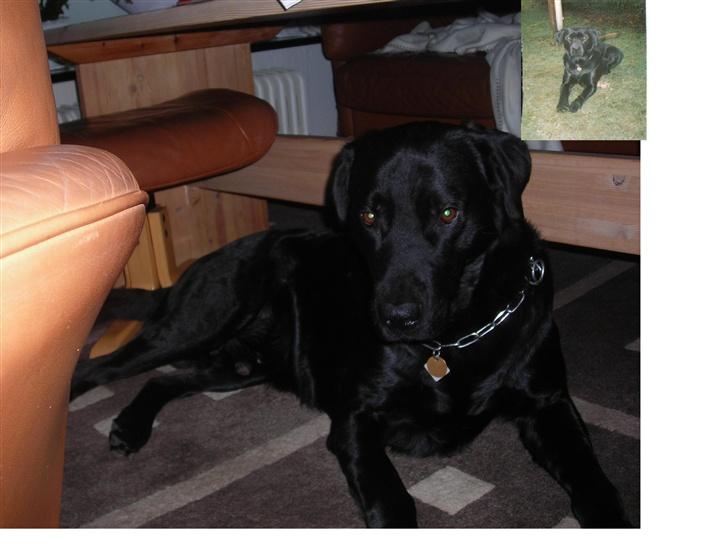 Labrador retriever Bjørn(død :'(..) - king og bjørn ligner de ik lidt hinanden (billede  hjemmelavet) billede 6