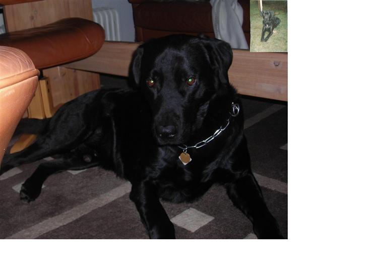 Labrador retriever Bjørn(død :'(..) - lavet lii 2 hjemmelavet de 2 skønne hunde billede 7