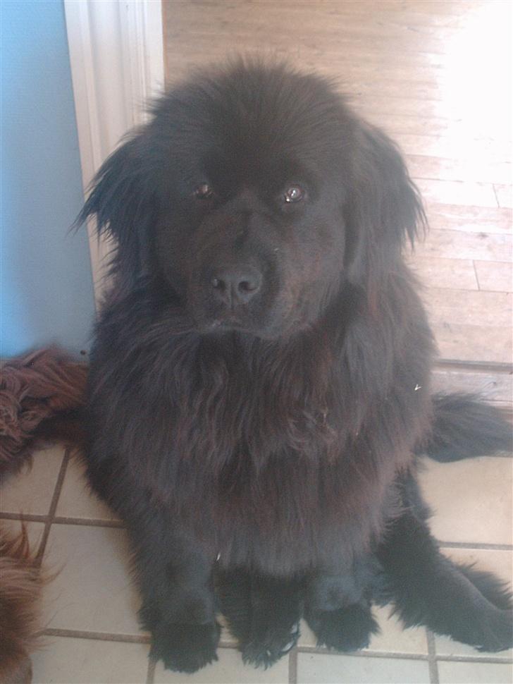 Newfoundlænder Cindy billede 1