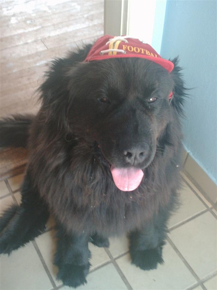 Newfoundlænder Cindy billede 2