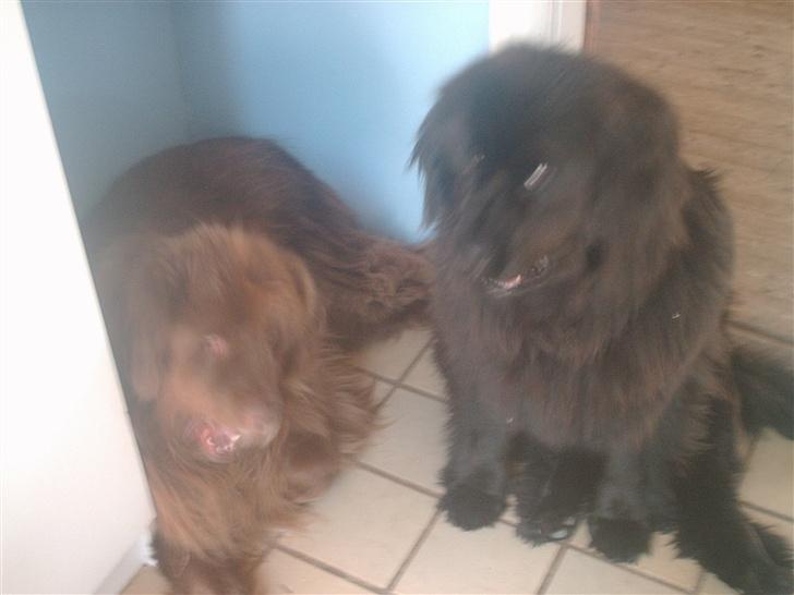 Newfoundlænder Cindy billede 3