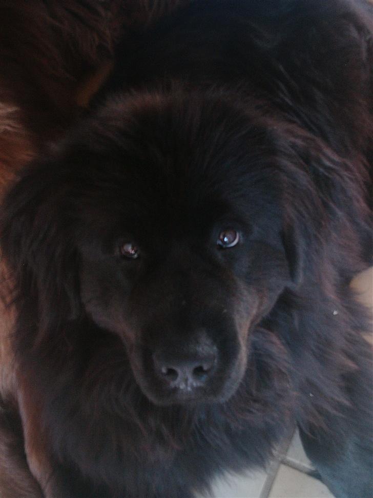Newfoundlænder Cindy billede 4