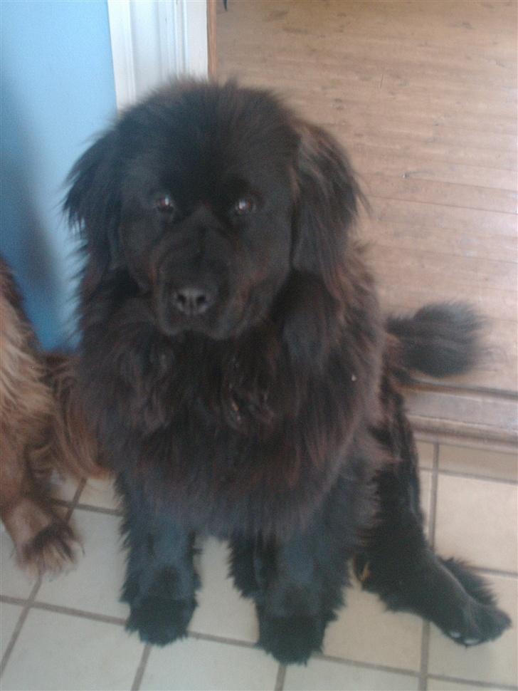 Newfoundlænder Cindy billede 5