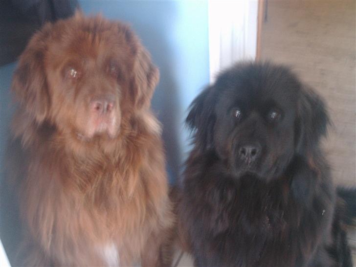 Newfoundlænder rocky billede 6