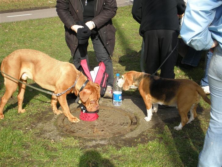 Dogue de bordeaux Onslow R.I.P - Mig og min ven Malthe... Han vil ikke dele vand med mig??? billede 10