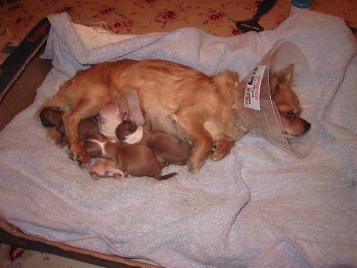 Chihuahua Beauty  - Beauty fik i nov. 2005 fira hvalpe, 3 tæver og 1 hund. billede 8
