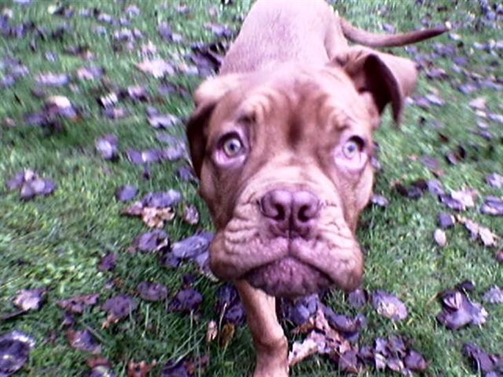 Dogue de bordeaux Onslow R.I.P - Kuk kuk... Går det for stærkt.. He he billede 11