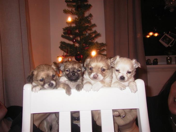 Chihuahua Beauty  - Beauty´s hvalpe (fra venstre): Bess, Mini, Samson og Pola. billede 9