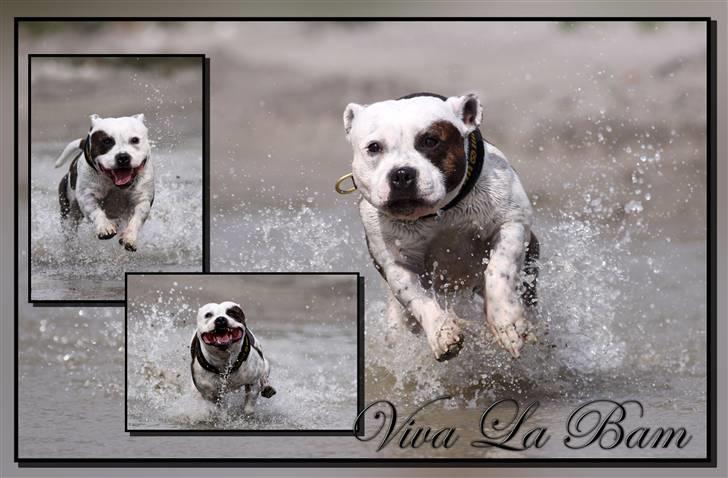 Staffordshire bull terrier Jeanty's Staff Viva La Bam billede 1