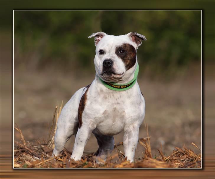 Staffordshire bull terrier Jeanty's Staff Viva La Bam - 17-10-2010 billede 2