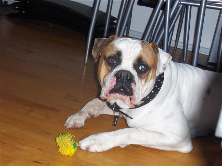 Amerikansk bulldog Morell's Aiko billede 1