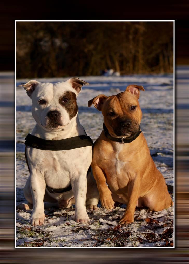 Staffordshire bull terrier Jeanty's Staff Viva La Bam - 26-01-2011 Bam og datter Hope på næsten 1.år billede 3