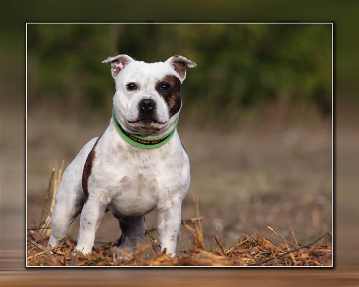 Staffordshire bull terrier Jeanty's Staff Viva La Bam - 17-10-2010 billede 4