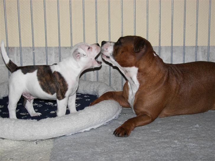 Staffordshire bull terrier Jeanty's Staff Viva La Bam - 6uger og leger med sin mor billede 5