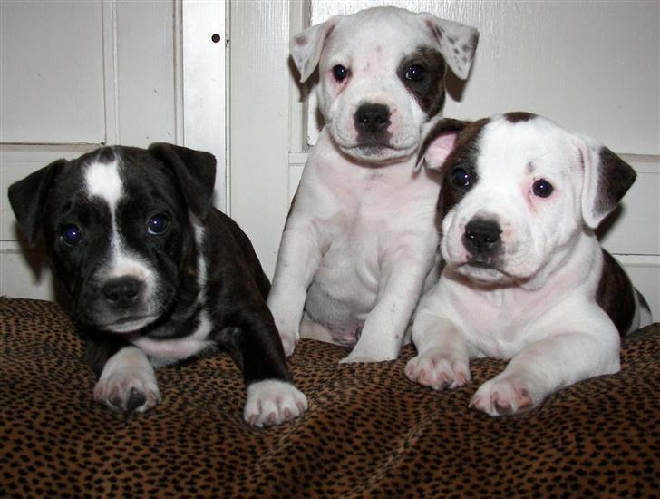 Staffordshire bull terrier Jeanty's Staff Viva La Bam - 6uger med bror Vito og søster Gaia billede 6