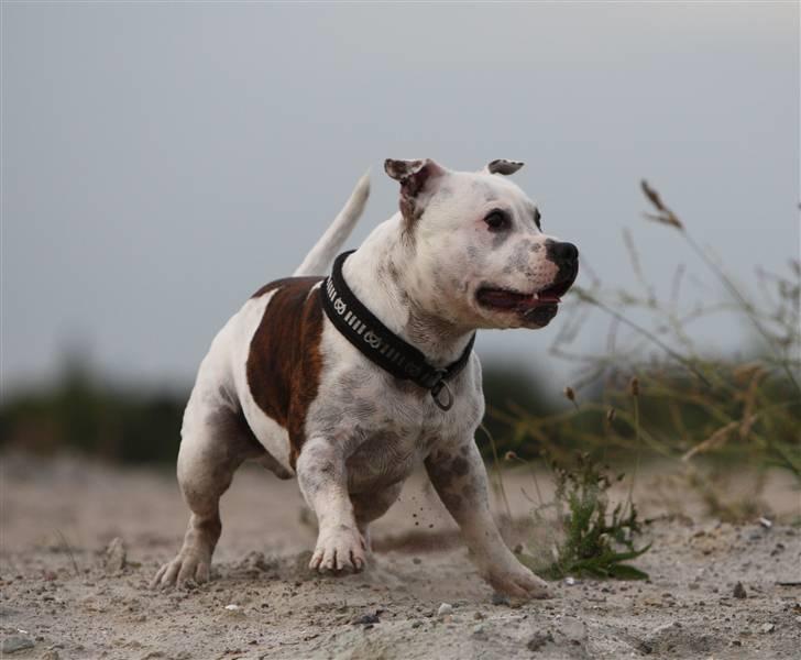 Staffordshire bull terrier Jeanty's Staff Viva La Bam - 19-09-08 lægger an til spurt billede 7