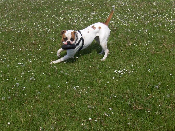 Amerikansk bulldog Morell's Aiko billede 2