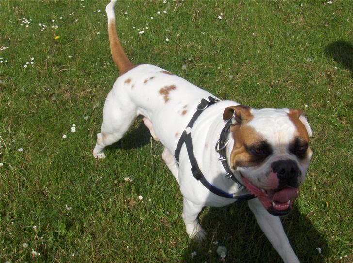 Amerikansk bulldog Morell's Aiko billede 3
