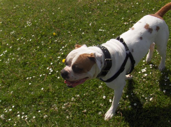 Amerikansk bulldog Morell's Aiko billede 4
