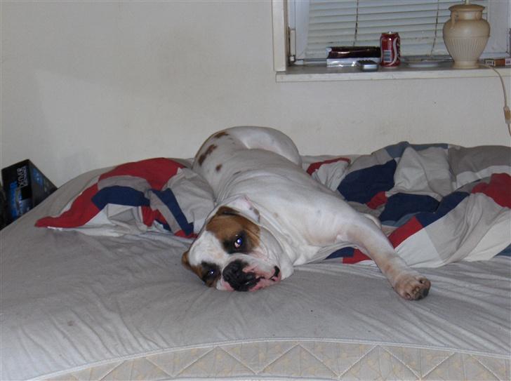 Amerikansk bulldog Morell's Aiko billede 5