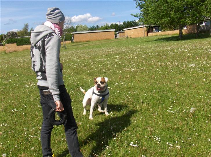 Amerikansk bulldog Morell's Aiko billede 6