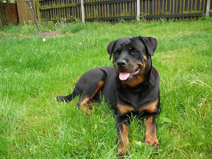 Rottweiler Dikadiabolos Ukita R.I.P billede 5