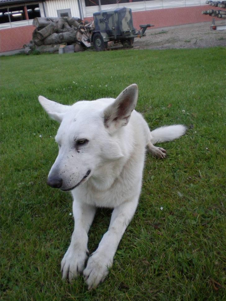 Hvid schæfer Qvikki - er lige blevet træt... billede 15