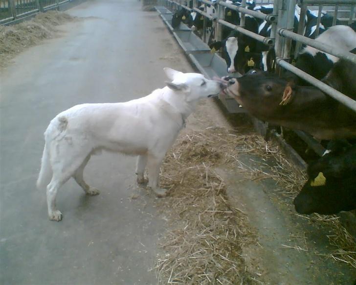 Hvid schæfer Qvikki - gir lige en kalv et lille mys.. billede 16