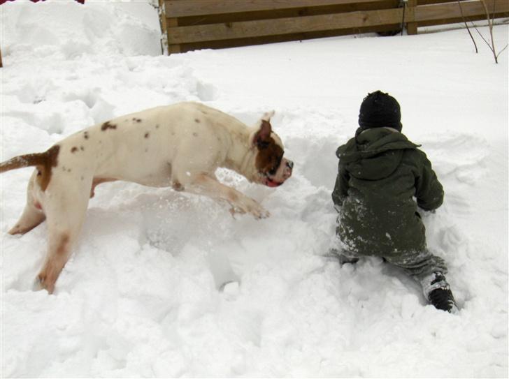 Amerikansk bulldog Morell's Aiko billede 7