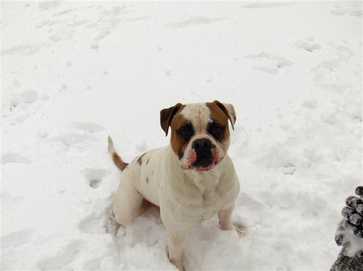 Amerikansk bulldog Morell's Aiko billede 8