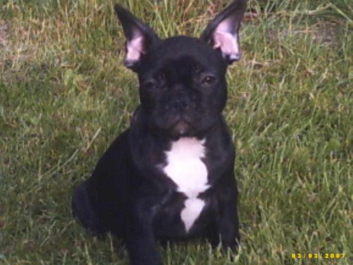 Fransk bulldog Chanell billede 1