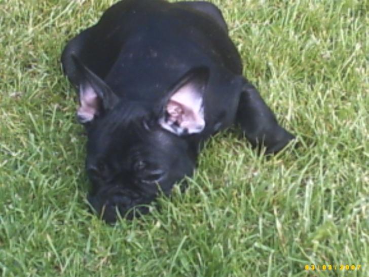 Fransk bulldog Chanell billede 2