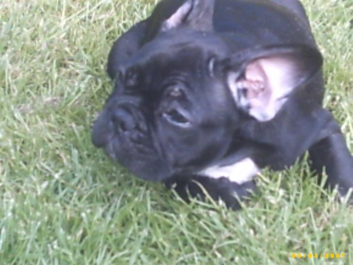 Fransk bulldog Chanell billede 3