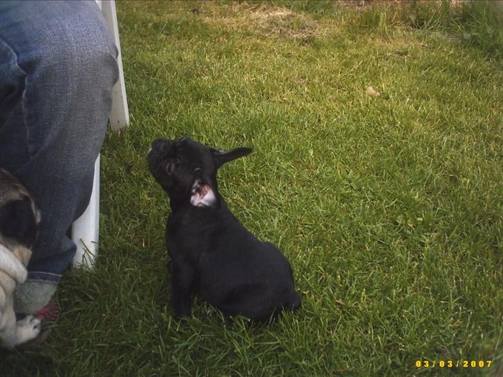 Fransk bulldog Chanell billede 4