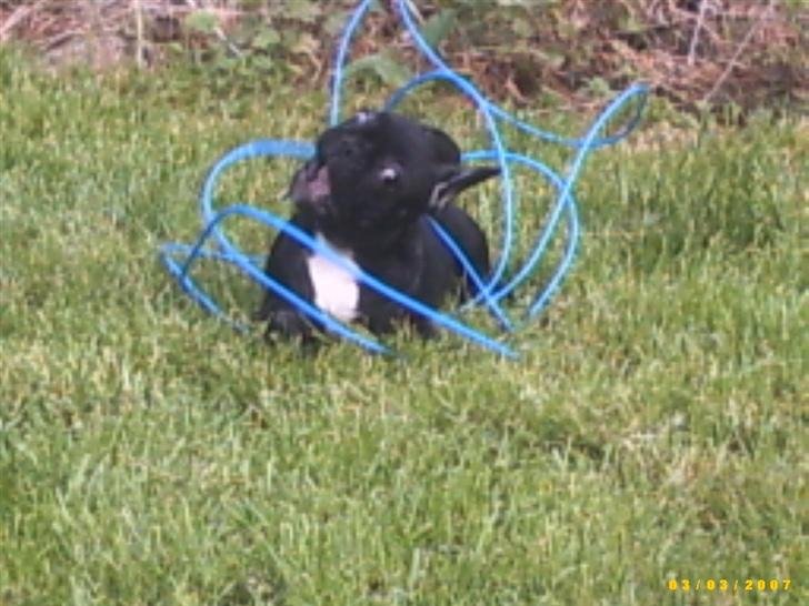 Fransk bulldog Chanell billede 5