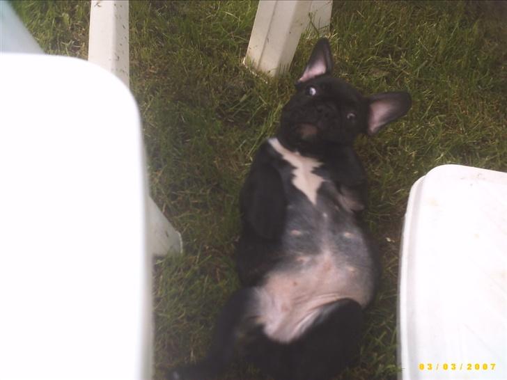 Fransk bulldog Chanell billede 6