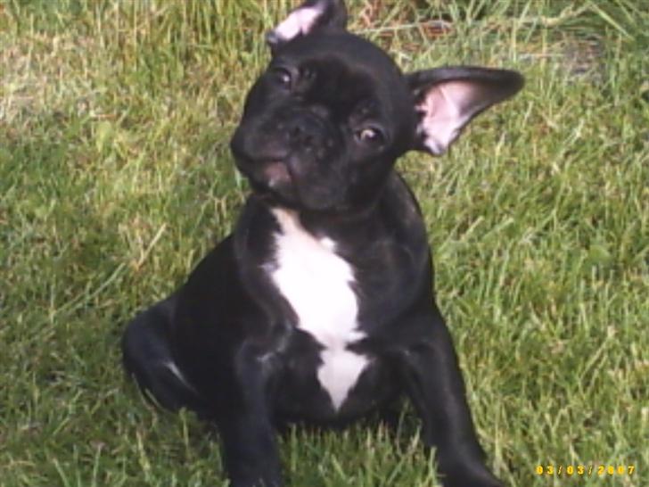 Fransk bulldog Chanell billede 7