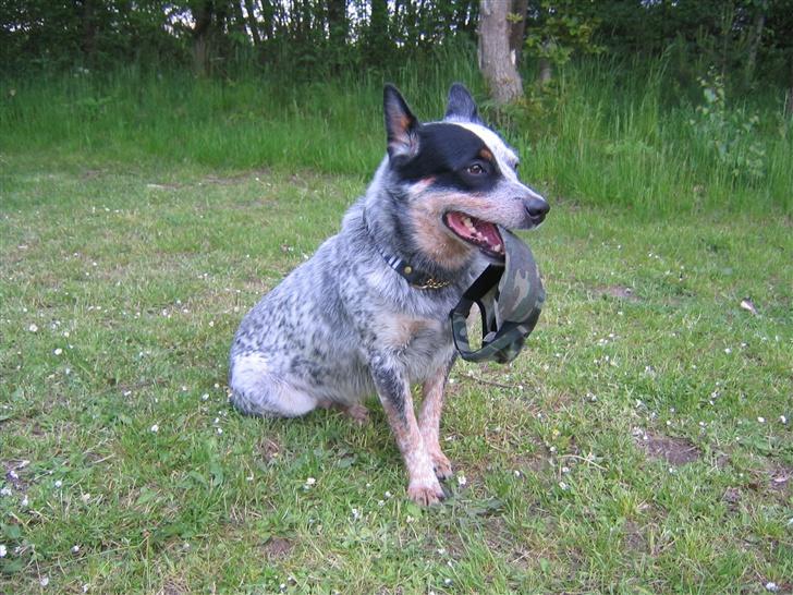 Australsk cattledog Pargus - Apportering af fars kasket (må ikke ødelægges) billede 14