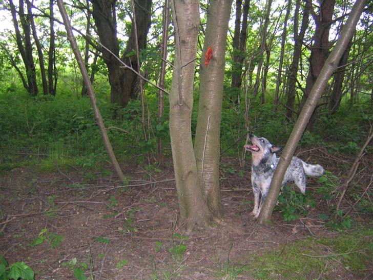 Australsk cattledog Pargus - Gummihandske fundet billede 15