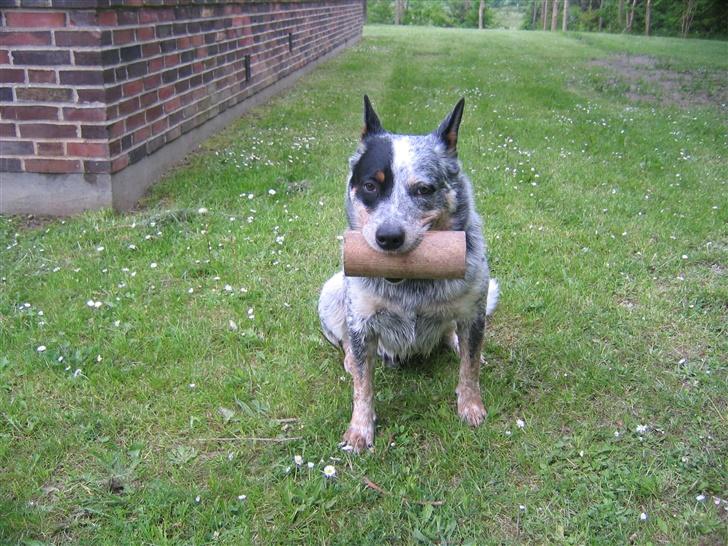 Australsk cattledog Pargus - Apportering af rund apportbuk billede 16