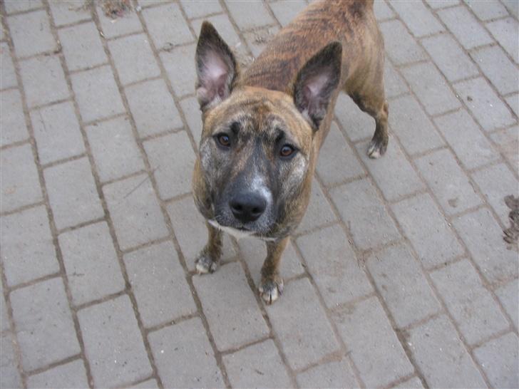 Blanding af racer Mana - Dejlige mana i legehumør. billede 1